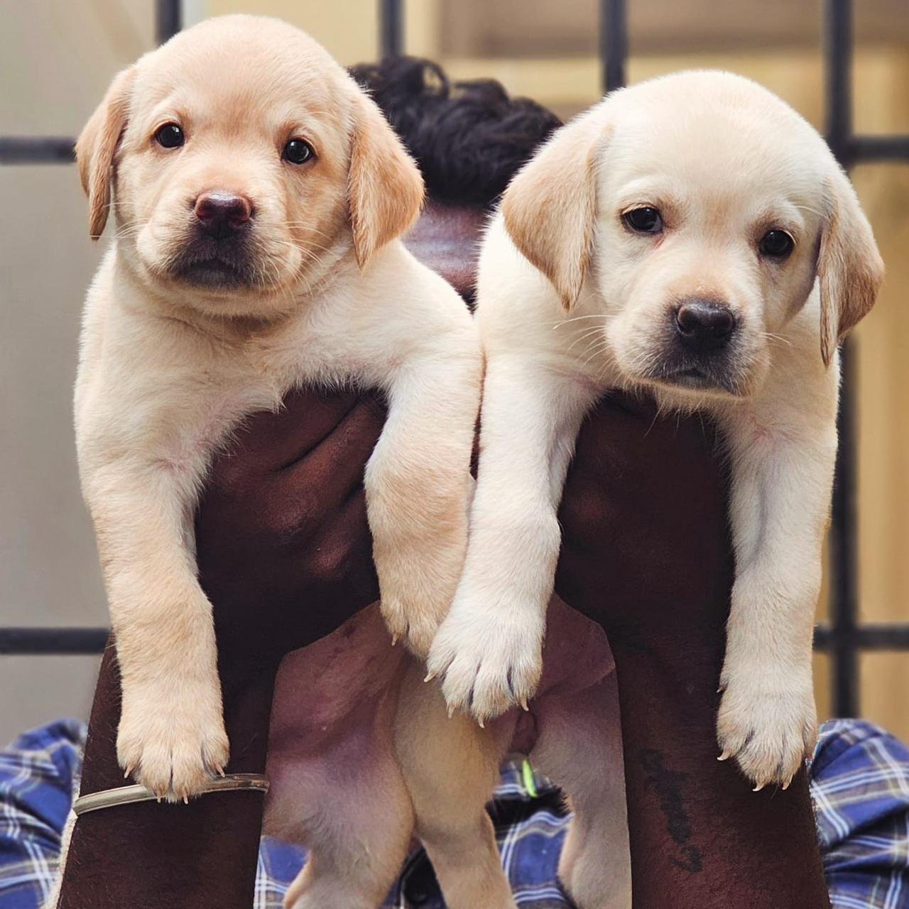 Purchase KCI Registered Labrador Retriever  Puppy from Goa